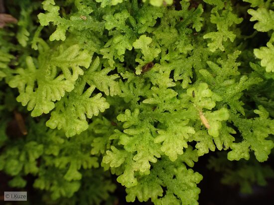 Trichocolea tomentella